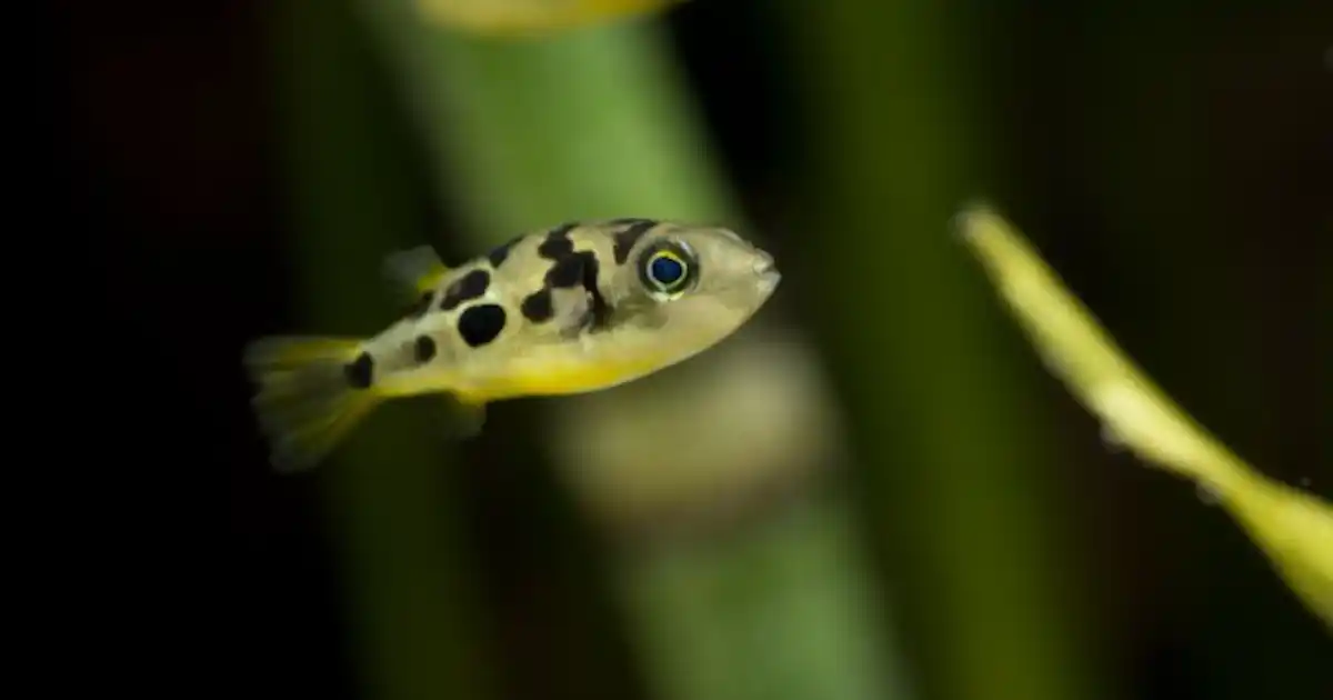 Sessional Fishes